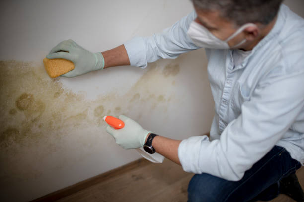 Best Kitchen Mold Remediation in Toppers, OK