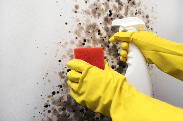  Toppers, OK Mold Removal Pros